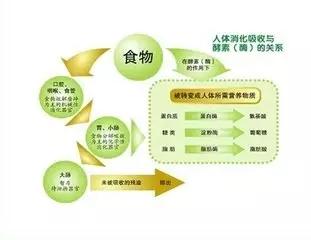 关于酵素减肥你需要知道的哪些事,酵素减肥的正确方法介绍