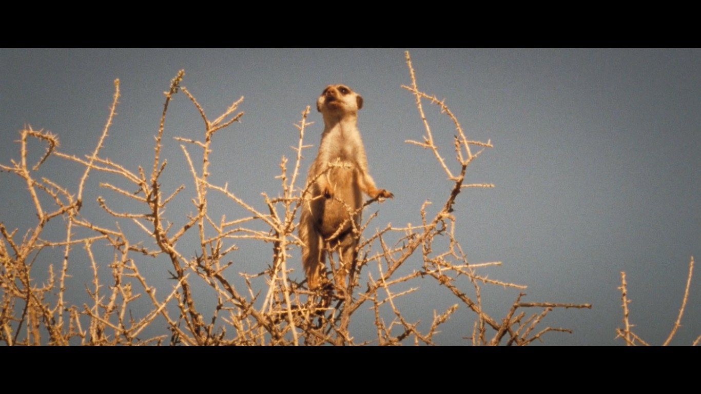 王朝狐獴纪录片,非洲纪录片狐獴