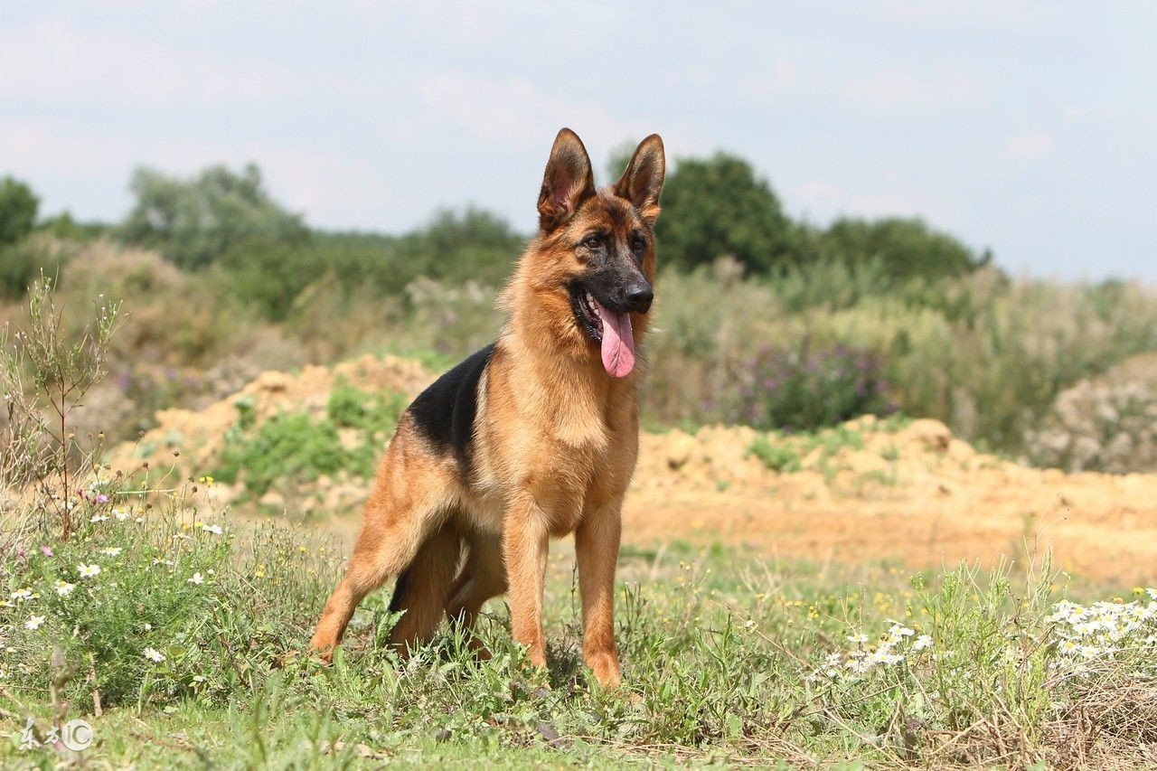 德牧的正确的饲养方法,刚生产完的德牧老母狗如何饲养
