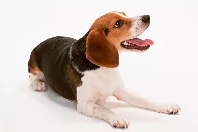 带你了解宠物真实价格,盘点十大宠物的真实价格