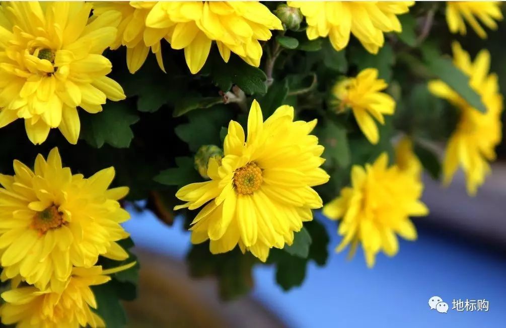 黄山贡菊解腻,经常喝黄山贡菊