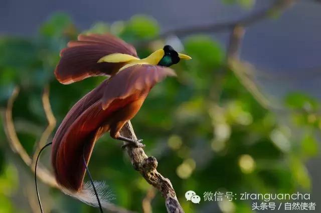 大卫爱登堡2024,美得令人窒息英文