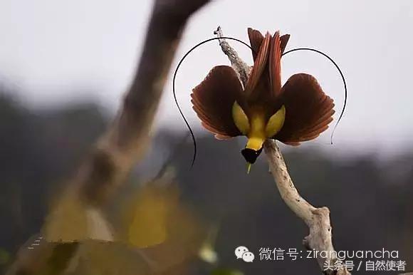 大卫爱登堡2024,美得令人窒息英文