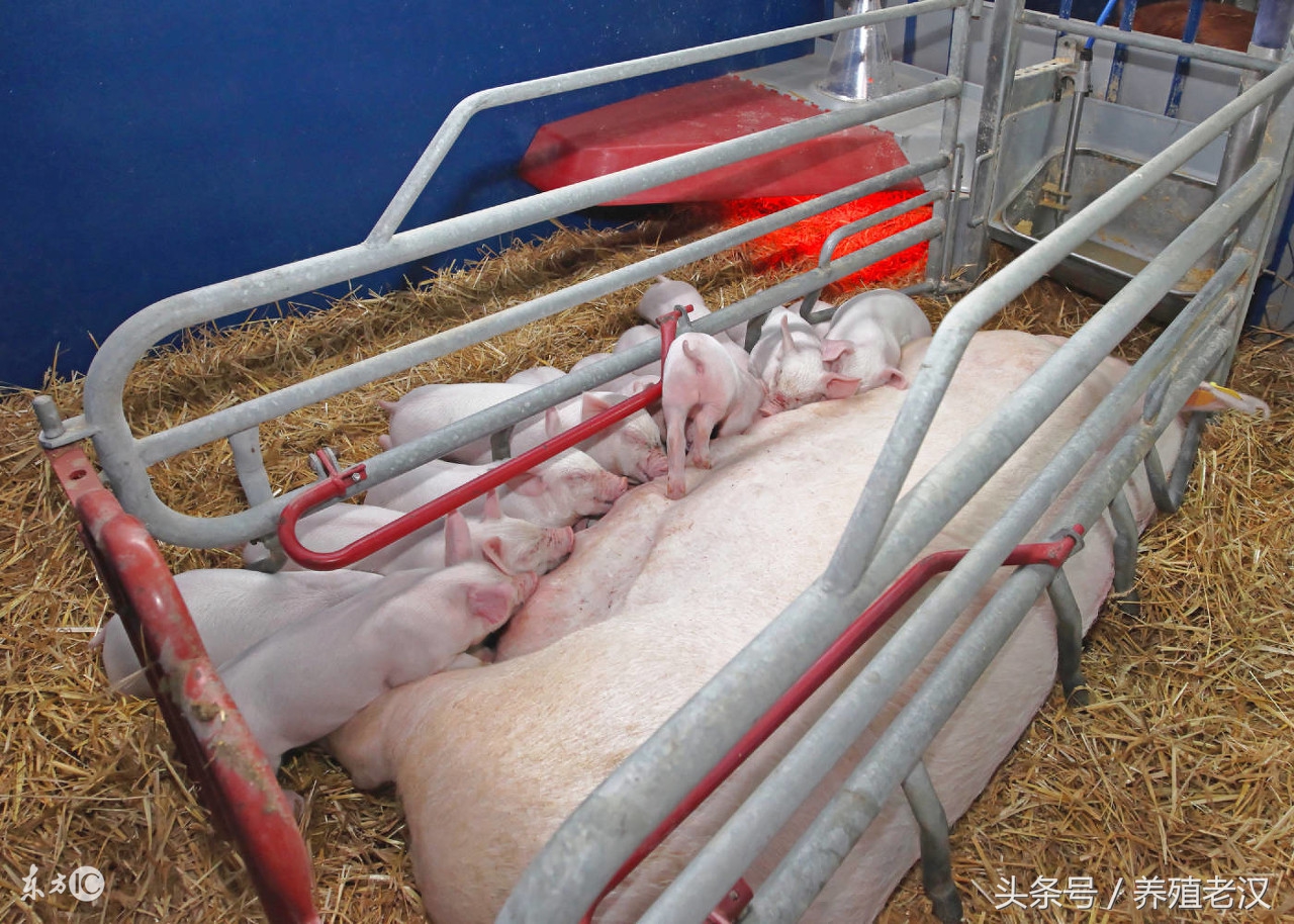 蓝耳病会引起母猪子宫内膜炎吗,母猪有子宫内膜炎可以输精不