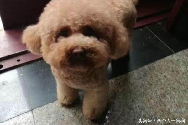 美女养泰迪连续三月收到宠物用品快递，报警调查结果让她哭笑不得