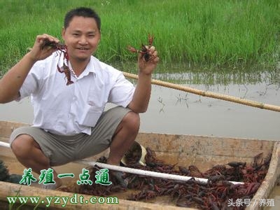 稻田套养小龙虾打洞图,稻田套养小龙虾冬季管理技术