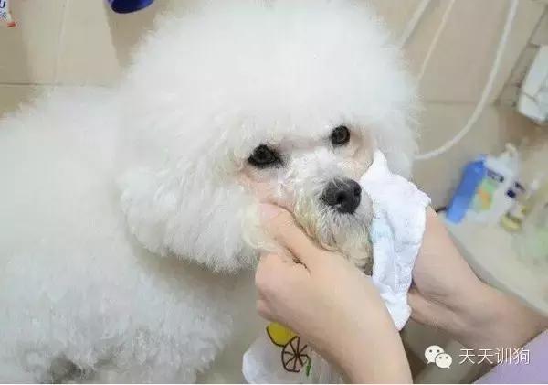 狗狗泪痕重是什么原因,狗狗的泪痕跟吃的狗粮有关系吗