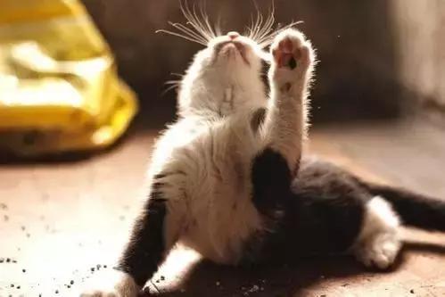 五个标准五查五看,猫砂测试红黑榜