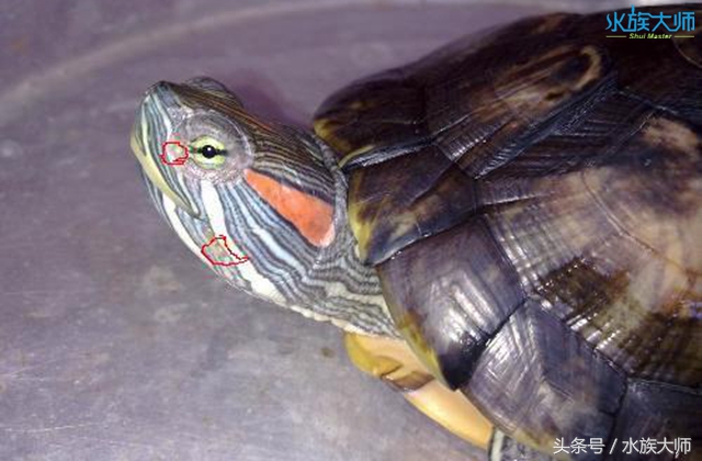 龟的头部出现白色粒状脓化物，要怎么治疗？