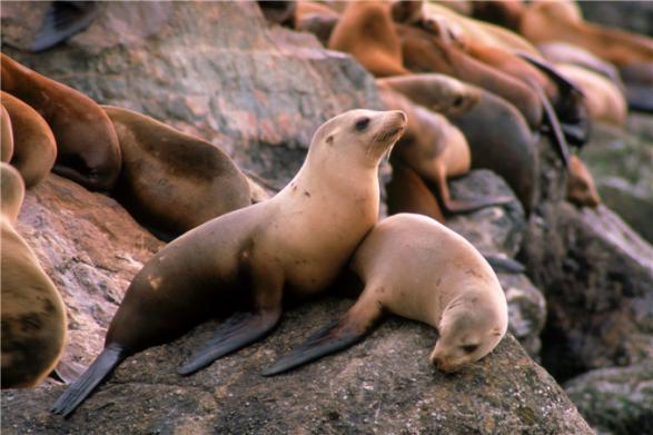 加州1号公路自驾路线图片,加州一号公路攻略从南往北