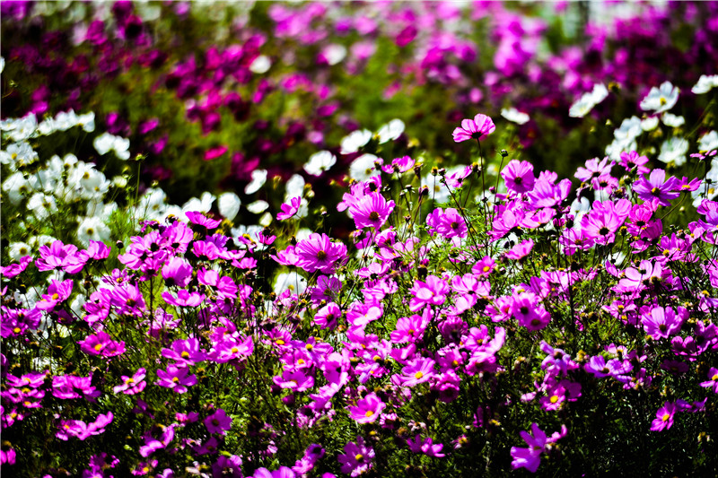 肃北七彩花海,肃北百亩花海在哪里
