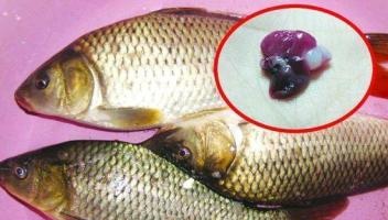鱼尽量少吃是什么原因,不带鳞的鱼为什么要少吃