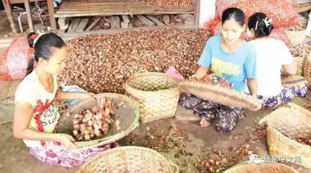 洋葱近几年的价格,洋葱的价格会涨价吗