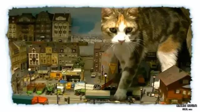 要主子还是火车？当喵星人侵入你的宝贝火车模型沙盘之后