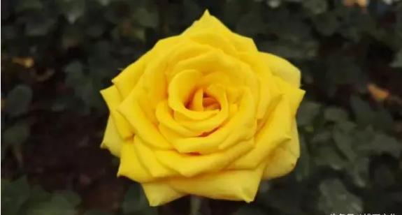 人民币花卉图案水印,人民币上的图案关于花卉的介绍