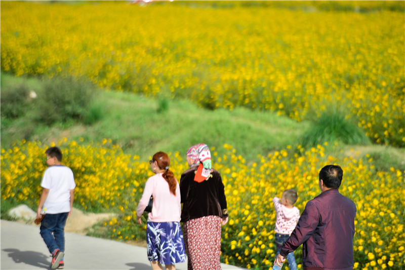 肃北七彩花海,肃北百亩花海在哪里