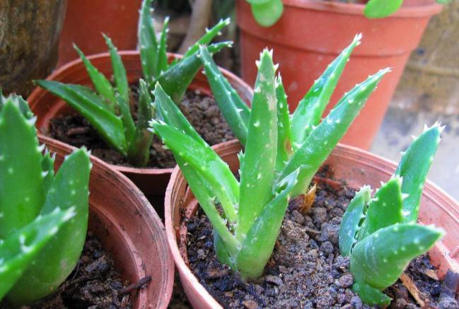 不知道什么植物养不活,不知道自己养的多肉是什么品种