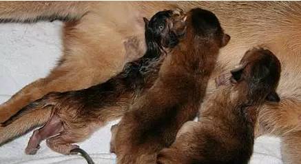 猫咪怀孕期间,这些事情你必须要知道!