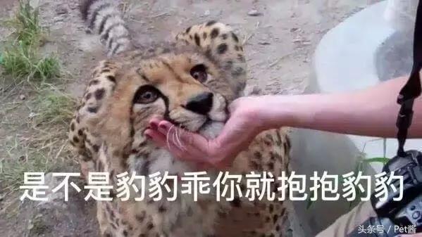 碰到猎豹怎么办,遇到猎豹视频