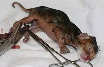 猫咪怀孕期间,这些事情你必须要知道!