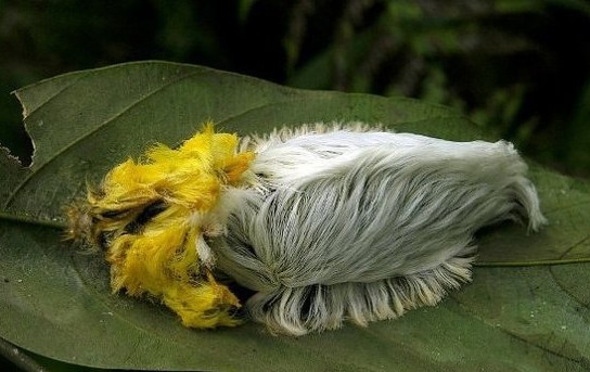 常见的大虫子科普,盘点那些你没见过的虫子