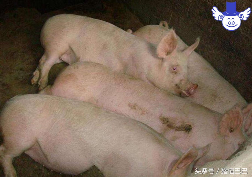 仔猪站不起怎么治,仔猪站不起来什么病用什么药打针