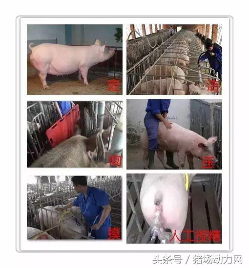 母猪不发情有哪几个原因？这5招让母猪轻松发情7字诀做好人工授精