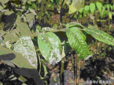 核桃怎么防止招虫害呢图片,地下核桃虫的防治办法