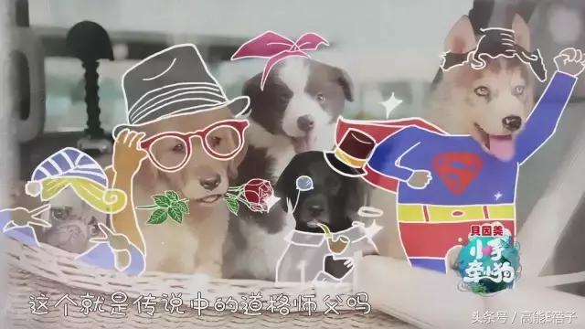 罗志祥小手牵小狗,小手牵小狗2018罗志祥