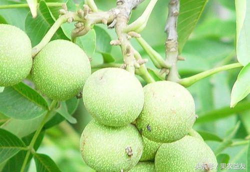 核桃怎么防止招虫害呢图片,地下核桃虫的防治办法