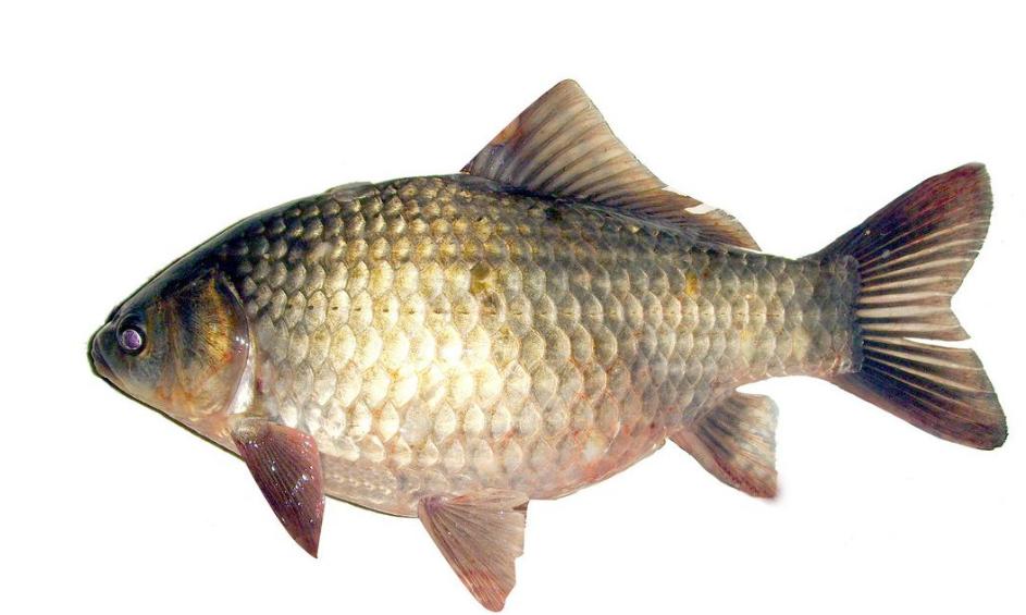 青鱼和花鲢鱼的区别图片,青鱼和花鲢鱼是一种鱼吗