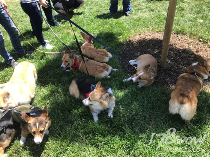 暴雪员工的宠物也太幸福了，还有专属部落or联盟工牌