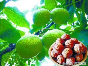 核桃怎么防止招虫害呢图片,地下核桃虫的防治办法