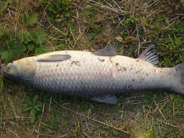 大头鱼跟白鲢鱼区别图片,青鱼草鱼鲢鱼鳙鱼被称为四大家鱼