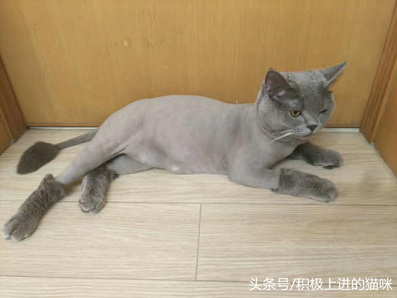 猫咪有隐睾是什么毛病,猫咪隐睾在腹腔内并萎缩怎么办