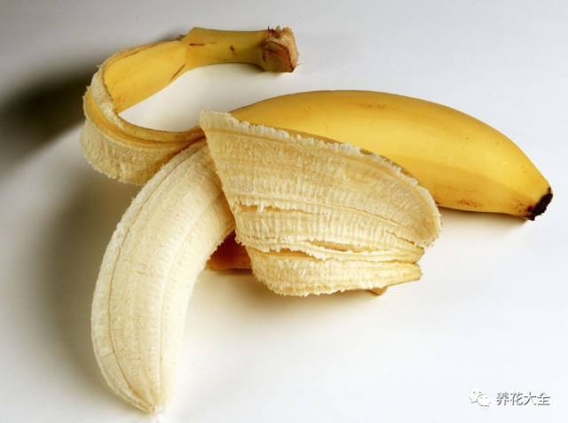 果皮肥料种花时放多少 (什么肥能促进盆栽开花结果)