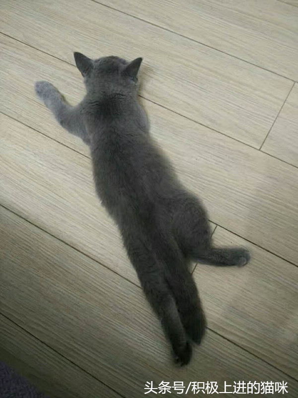 猫咪有隐睾是什么毛病,猫咪隐睾在腹腔内并萎缩怎么办