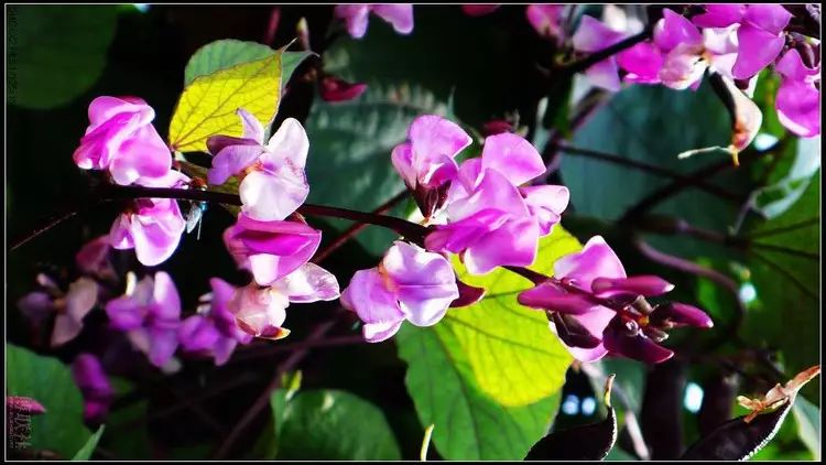 镇江有轨电车,镇江有名的塔叫什么塔