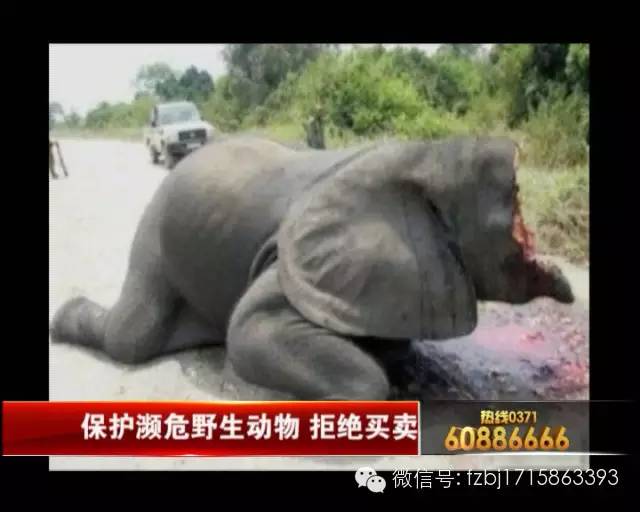 特大走私象牙判决案例,特大走私象牙判决书