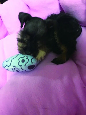 微信购物受骗怎么解除,微信购物被骗可以要求赔偿吗