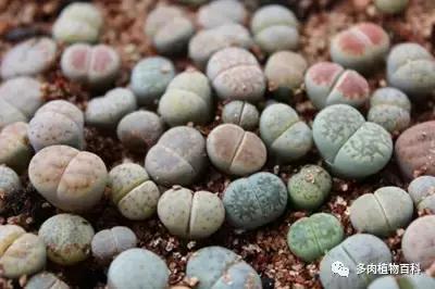 生石花多肉植物怎么养护,多肉生石花怎么能养大