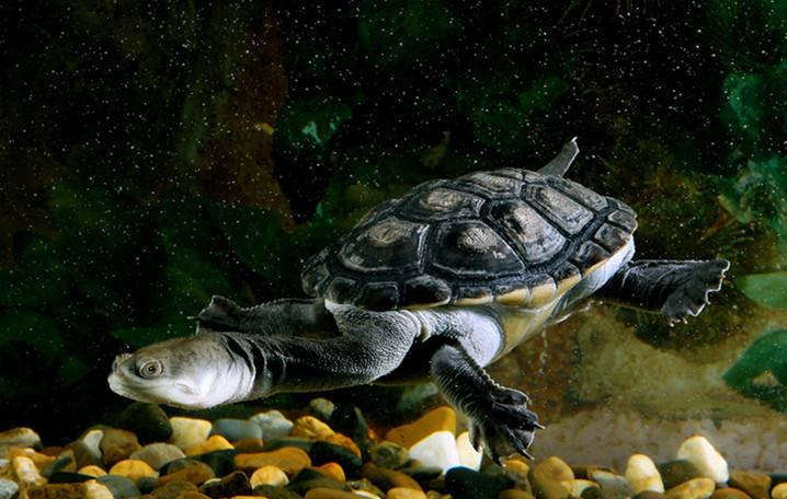 什么龟比较凶猛并且背甲好看,什么龟凶猛好看