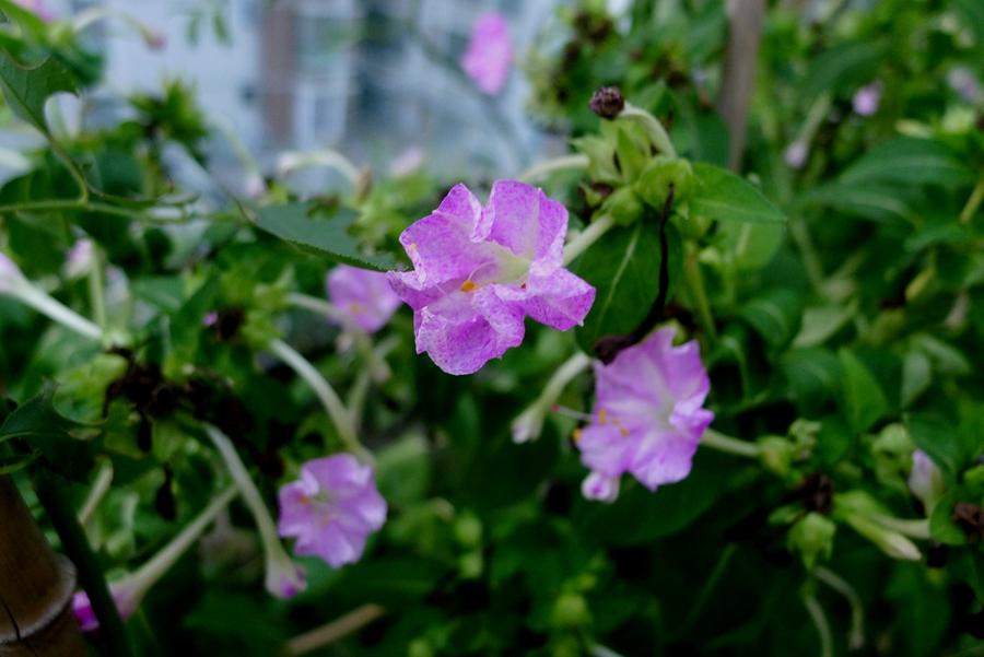 紫花茉莉治急性关节炎损伤接骨