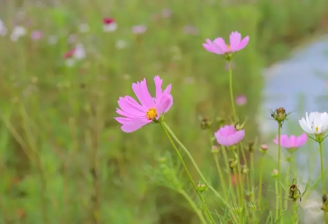 美丽的郑州北龙湖湿地公园,郑州北龙湖湿地公园初冬游记