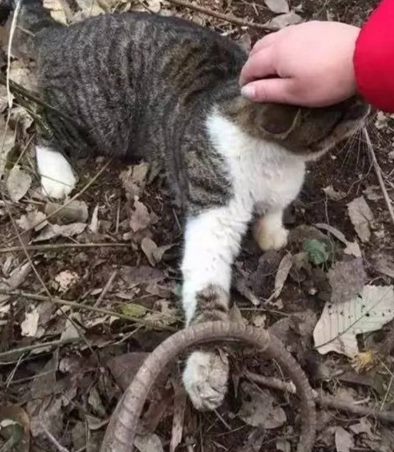 猫咪被夹没人救,猫咪贪吃被老鼠夹夹了怎么办