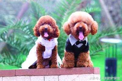 狗狗发情了,你可能需要知道这几点