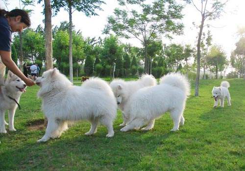 家里有宠物的赶快看看,猫狗吃花,等于自杀,提高警惕