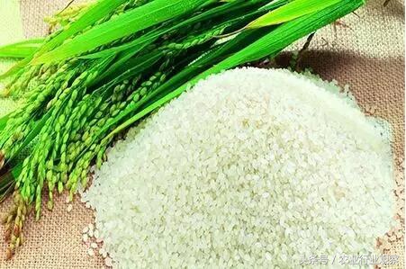 深度｜从日本大米品牌打造谈中国大米的未来之路