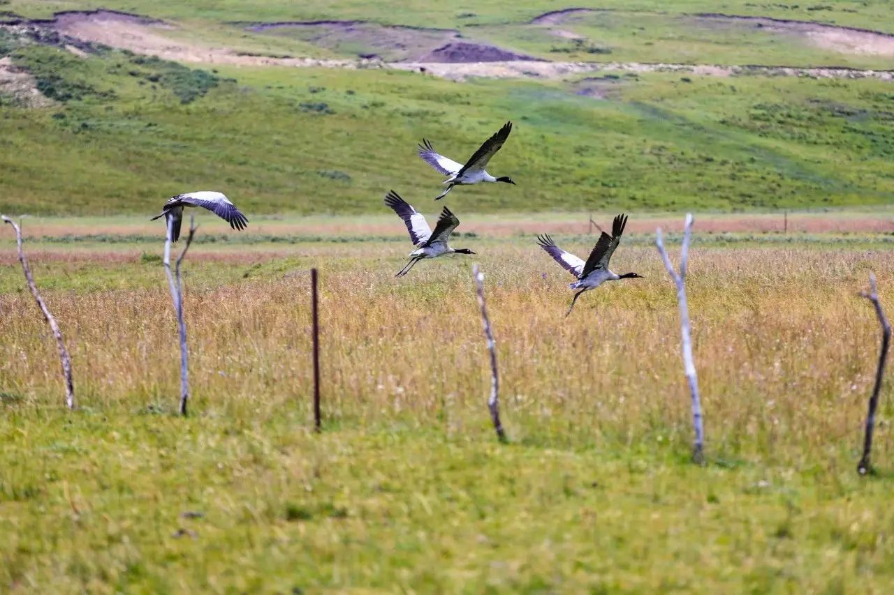 佳能6dmark2,佳能6dmarkii拍会议照片怎样对焦