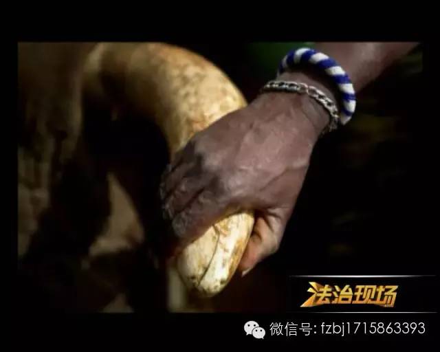 特大走私象牙判决案例,特大走私象牙判决书